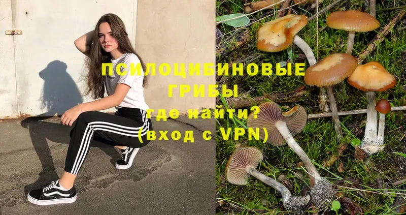 Псилоцибиновые грибы Psilocybe  Волжск 